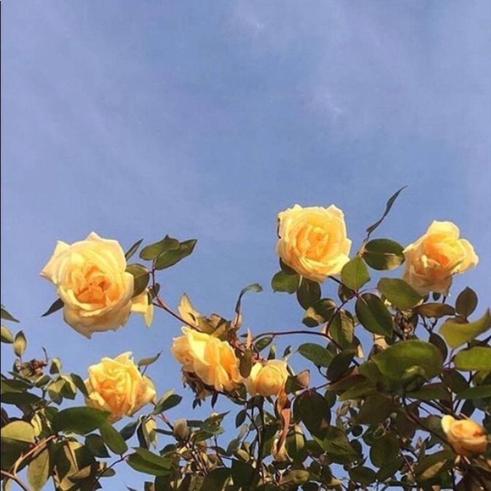 Meet your Posher, Patricia